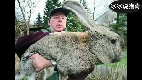 中文字幕无码无卡视频 中文字幕以及怎么才能搞到手