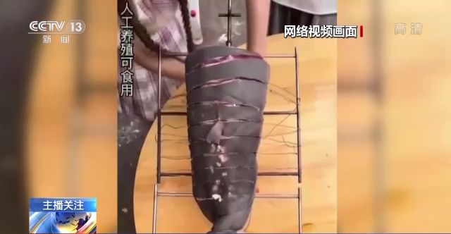 日本墙壁猜人综艺 经典阵容:挑战者中