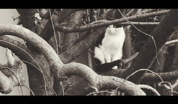 http：／／www.wanhuajs.cn 请告诉我您具体想了解什么