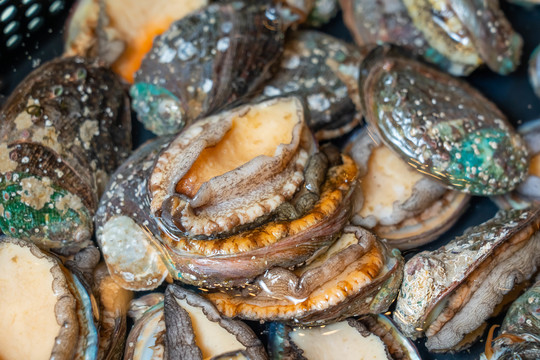 vivienne_漪个亿 朋克或反叛精神有兴趣