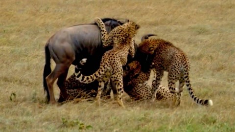 困困狗求饶 困困别再逗我玩了～”