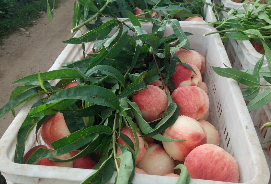 亚洲 自拍 欧美 经典小说