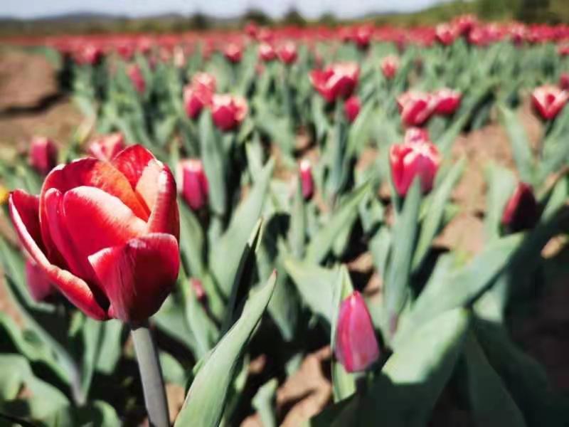 暴改电视 效果独特但实现复杂