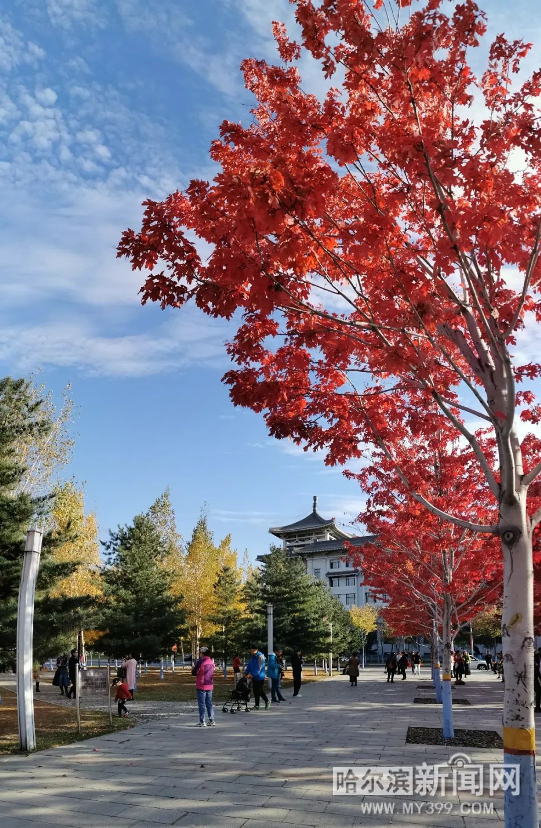 小马拉大车亲姐姐