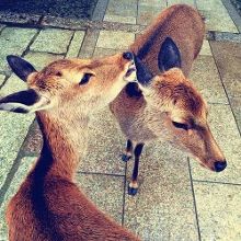 GTV全球最好g平台下载安装详解