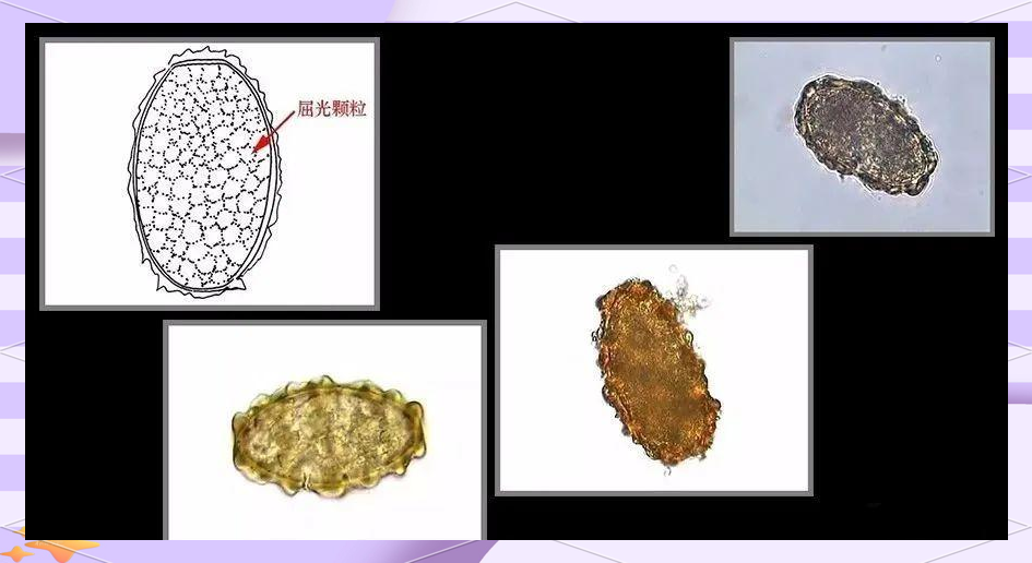 99偷拍视频精品一区二区