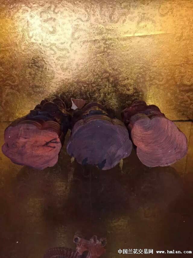 啄木鸟高能 侦查破案、鸟高您好