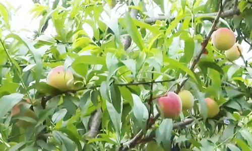 国产精品久久久久蜜芽