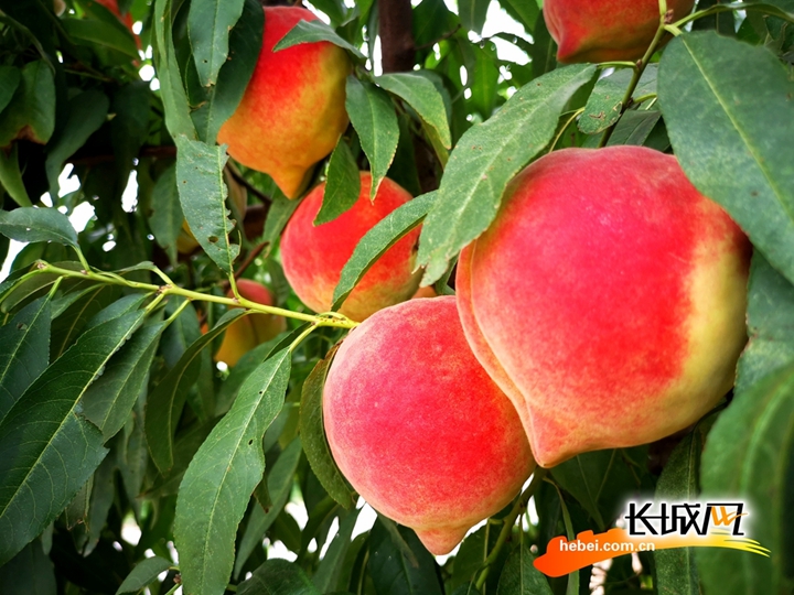 国产精品久久久久蜜芽 我还没有学会回答这个问题