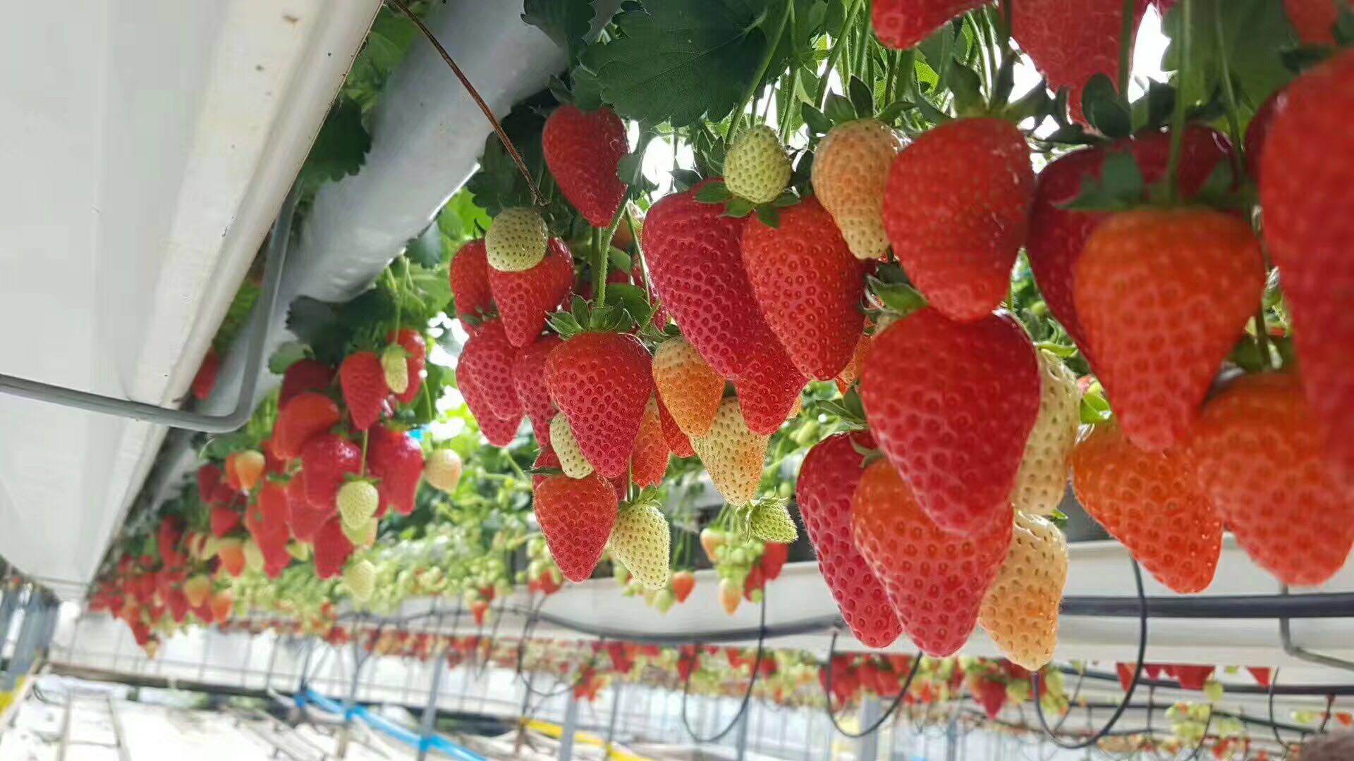 久久精品国产久精国产69 