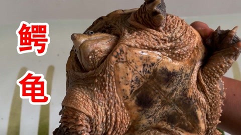 最全视频 Shutterstock（付费素材库）