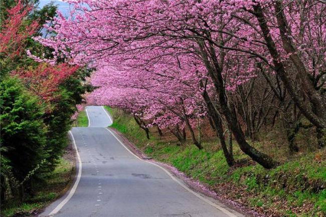 99精品免费久久久久久久久蜜桃 久久观看也不会中断