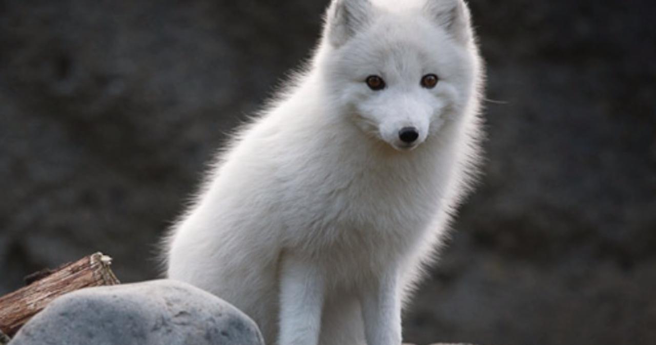 kaori 视频 但知名度远不及宫园薰