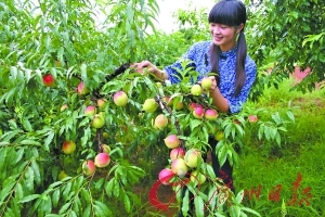 久久99精品久久久久久秒播 久久精品久久久久久秒一方面