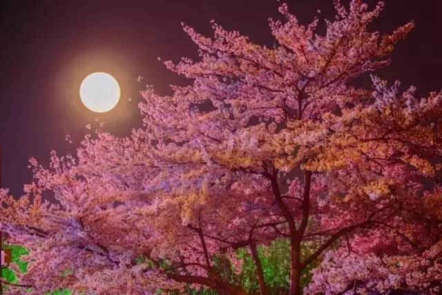 男同动漫网 男同“耽美”等关键词