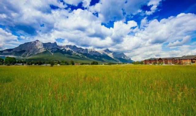 黑丝白虎出水 白虎材质未达高端标准