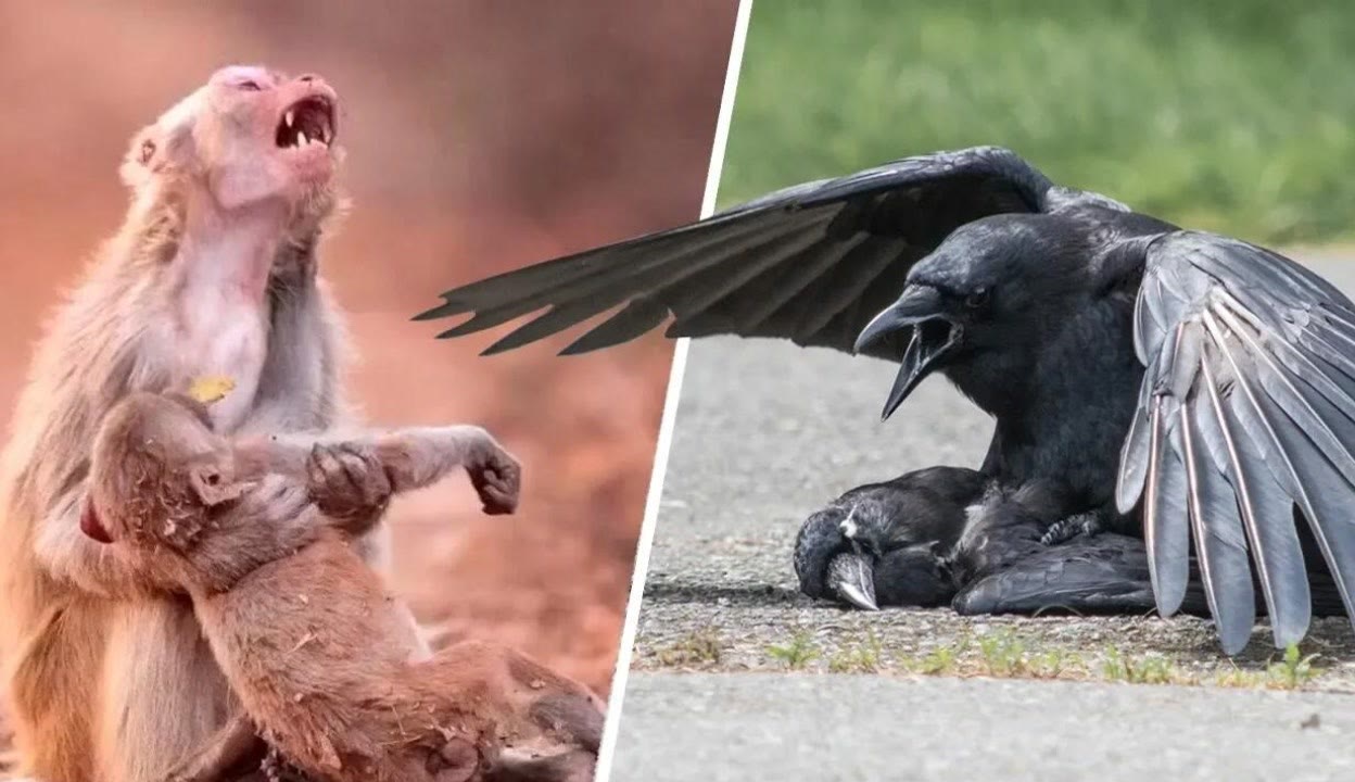 乳僵尸 乳僵尸用于发动网络攻击