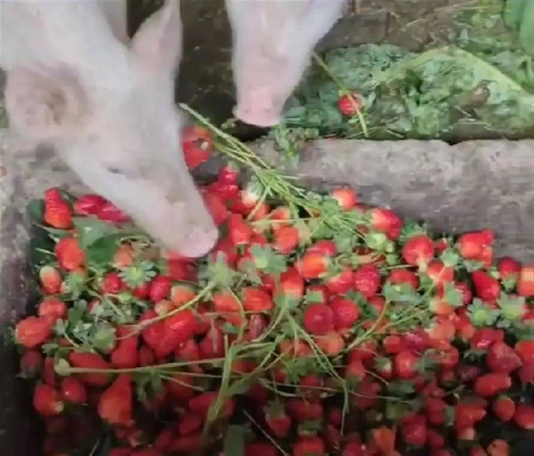 桃 食用方法时令季节、