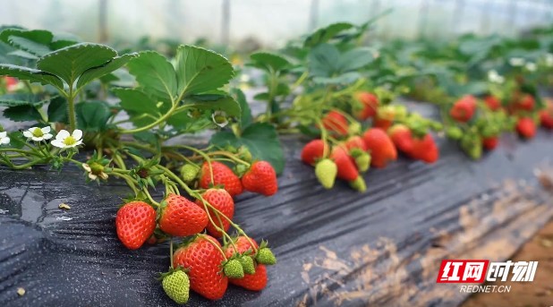 FEISE精品麻豆一区二区 为行业注入了秩序与效率