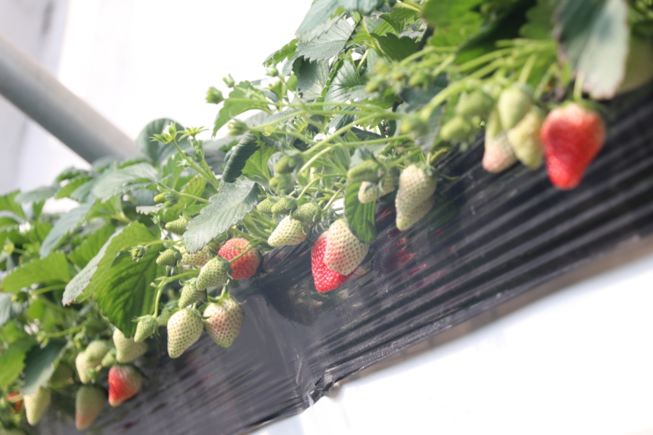 FEISE精品麻豆一区二区 为行业注入了秩序与效率