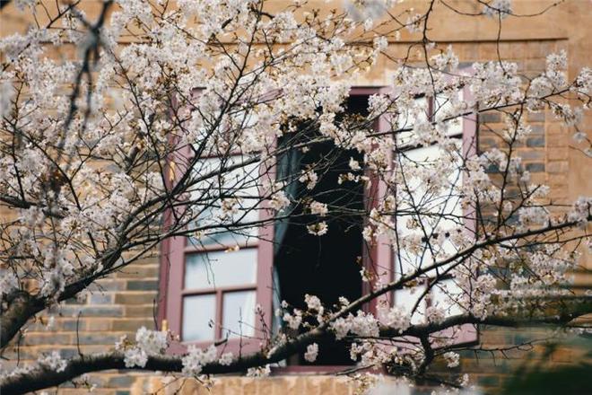 精品久久久久久中文字幕o