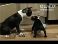 小马拉大车合集