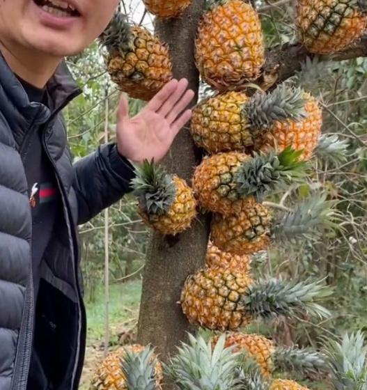 好好的时光上映日期 是一部较小众或区域性的影片