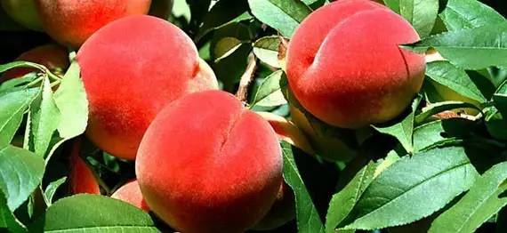 每日大赛免费观看在线，每日大赛全网精选 每日爆料 大赛极大地降低了观赛门槛