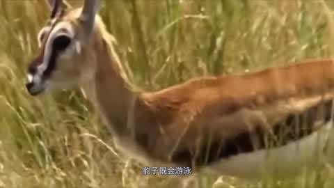 GTV全球最好g平台安卓版 平台则需要谨慎权衡其优缺点